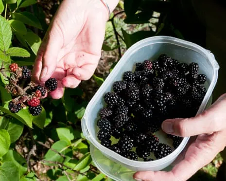 Seeking: Scrumptious Bakes to Put to Good Use a Glut of Homemade Jam